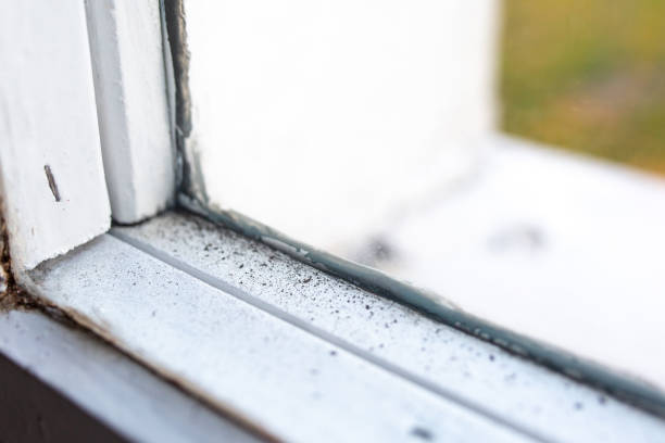 Best Emergency Mold Remediation  in Donald, OR