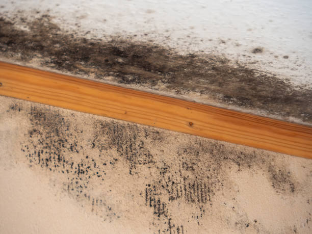 Best Post-Remediation Verification Testing  in Donald, OR