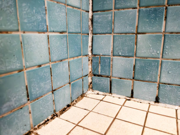 Best Residential Mold Inspection & Testing  in Donald, OR